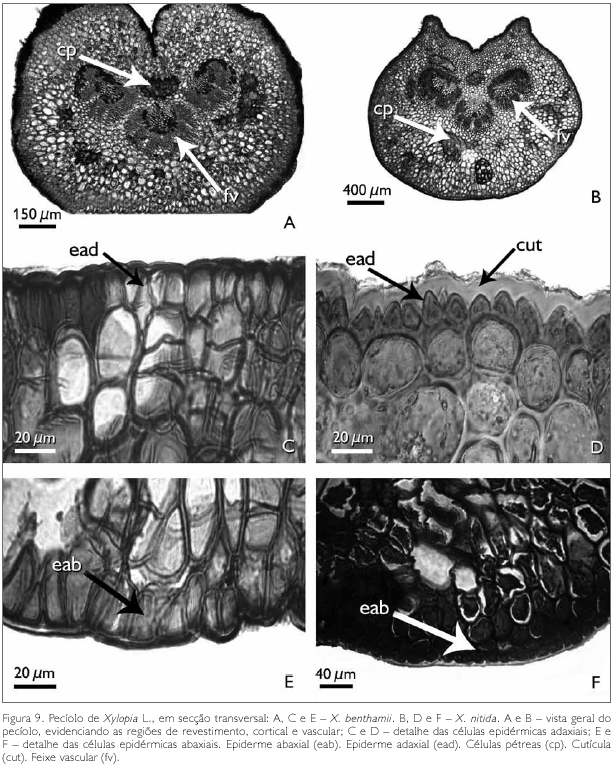 Anisotropia magnètica - Viquipèdia, l'enciclopèdia lliure