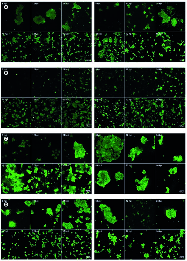 Infection profiles of Mayaro virus and Chikungunya virus in mammalian ...